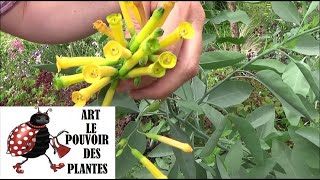 Conseils jardinage Nicotiana glauca Taille et entretien Plante vivace [upl. by Cerellia413]