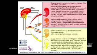 Differenziazione Embrionale [upl. by Tinaret]