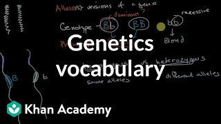 Genetics vocabulary  Inheritance and variation  Middle school biology  Khan Academy [upl. by Hugon]