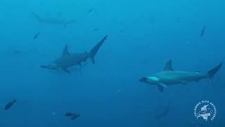 Ferox Liveaboard  Diving in Malpelo [upl. by Nett]