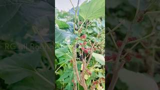 mulberry fruits and tree at home garden RG fruits gardening rghome mulberryfruit rjy [upl. by Vance]