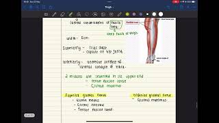 Iliotibial tract [upl. by Ceporah]