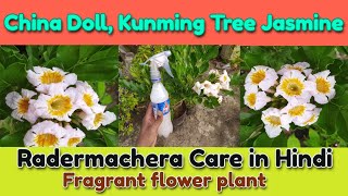 China Doll Radermachera plant Care in Hindi Fragrant Scented flower plant [upl. by Feinstein]