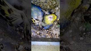 Day 1 To Day 30 Budgie Growth Stages [upl. by Nonez]