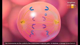 Ciclo Celular y Mitosis [upl. by Cord]