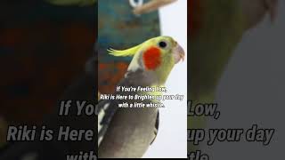 Riki is Here to Brighten up your day cockatielsinging [upl. by Eejan]