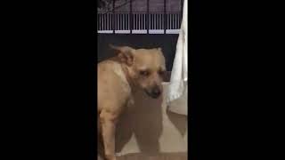 Video Engraçado 43  Cachorra Mastigando Chiclete [upl. by Assyral]