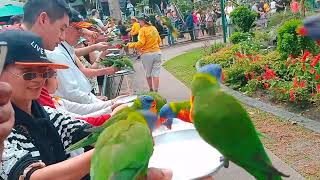 30092024 Currumbin Wildlife Sanctuary  lorikeet feeding [upl. by Magocsi999]