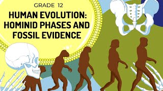 Hominid Evolution  Evidence in Skeleton and Phases of hominids [upl. by Marin990]