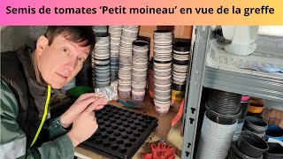 Semis de tomates Petit Moineau en vue de la greffe [upl. by Rawdan377]