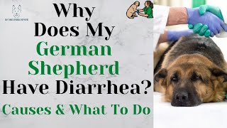 Why Does My German Shepherd Have Diarrhea Causes amp What To Do [upl. by Millman512]