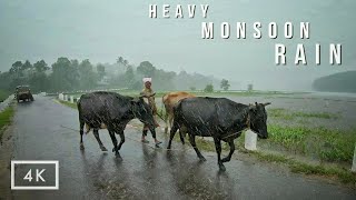 Walking in Heavy Rain in paddy fields  Relaxing Kerala Monsoon rain sounds for sleep and meditation [upl. by Nutsud703]