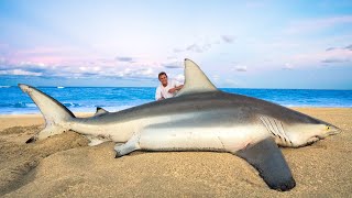 GIANT Blacktip Shark Catch Clean Cook [upl. by Yoho]