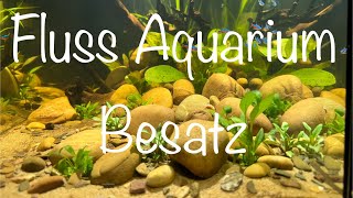 Teil 3 Besatz für das Flussaquarium aquaristik [upl. by Ishmul]