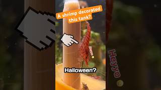 shrimp celebrate halloween shrimp aquarium shorts [upl. by Ayikaz]