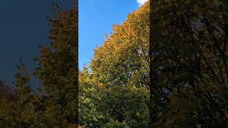 Poetic Autumn Trees [upl. by Blessington]