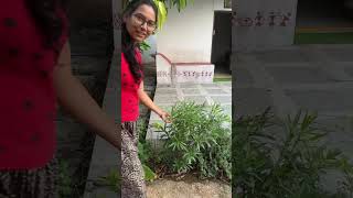 మా farmhouse లో ఉన్న మొక్కలు Fruit Plants Collection Farmhouse tour  Organic fruits  Garden tour [upl. by Nahallac]