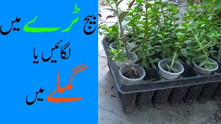 Seeds Tray Main Lagain Ya Gamle Main  Gardening Tips amp Tricks  Kitchen Gardening [upl. by Tesil741]