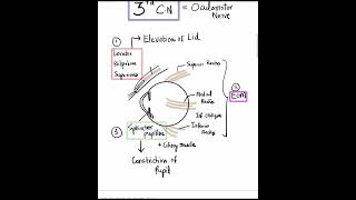 3rd Cranial Nerve  3 Actions and 3 Signs of Nerve Palsy Mustknow Shorts [upl. by Rheba488]