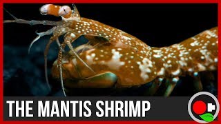 The Mantis Shrimp the FASTEST PUNCHER [upl. by Athene404]