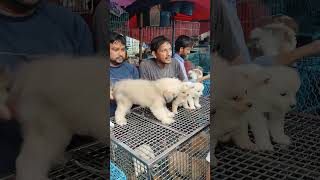 galif Street pet market today dog price update [upl. by Niala578]