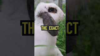 Rabbit Facts Rabbit Rabbits Animal Animals Pet Facts [upl. by Jami]