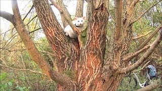 Siamese Cats climb on Perch  Tree and run through the Forest in Sunset OffLeash [upl. by Alhahs931]