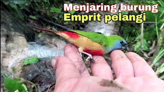 MENJARING BURUNG PIPIT PELANGI ‼️ EMPRIT ISTIMEMA [upl. by Cairistiona195]