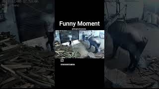 Moment hai😅 comedyvideo treadingshorts [upl. by Aeriell908]