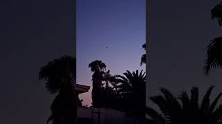 arizona bats hunting insects flying desert dusk [upl. by Ardnas]