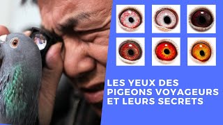 Les yeux des pigeons voyageurs et leurs secrets [upl. by Aldercy]