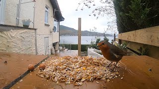 Bird feeder today [upl. by Nonnerb]