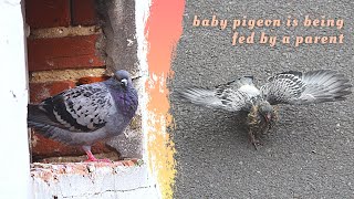 Adult pigeon feeding a baby pigeon short version  Observing nature  Chambly France [upl. by Lore]