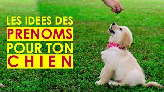 Les prenoms de chiens  comment nommer son chien en S 2021 60 [upl. by Hedda]