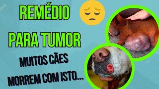 REMÉDIO PARA CURA DE TUMOR DE MAMA E OUTROS NÓDULOS EM CÃES CÂNCER EM CACHORRO COMO TRATAR EM CASA [upl. by Sager754]