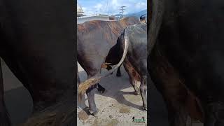 Jose Ramirez de Guateque con su hermosa yunta de bueyes ❤️ una tradición familiar [upl. by Eimmas]