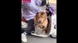 The golden retriever goes out with his puppy and owner😂 [upl. by Atiugram104]