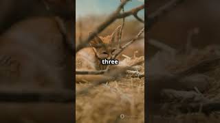 Fennec Fox facts feed fyp shortsvideo shorts viralvideo animals wildlife fennecfox go [upl. by Anotyad459]