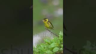 Beautiful bird flute relaxingflutemusic nature relaxingflute birds birdsingingmusic music [upl. by Oilegor156]