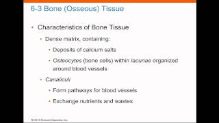 Bone osseous tissue [upl. by Milissa120]