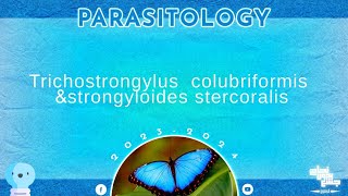 L6 part 1 Trichostrongylus colubriformis and strongyloides stercoralis Parasitology [upl. by Gwenni167]