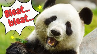 Panda Sounds amp Facts for Kids [upl. by Samy]