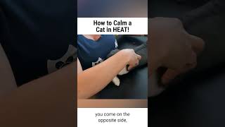 How to Calm your Female cat when in HEAT [upl. by Anawahs]