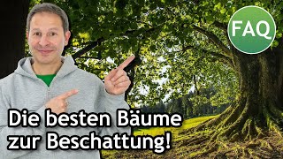 Welcher Baum spendet am meisten amp schnell Schatten Eine Übersicht für deutsche Gärten  FAQ ☀️ Pina [upl. by Litha]