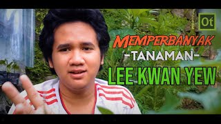 teknik memperbanyak tanaman tirai lee kwan yew Tarlmounia [upl. by Rafaelia]