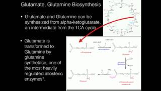 Glutamate Glutamine Biosynthesis [upl. by Shishko364]