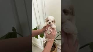 Tagnimal Simba Maltipoo [upl. by Narot]