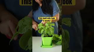 How to grow basil from seed indoors under led lights soilandmargaritas gardenliving gardenplants [upl. by Hnao]