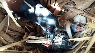 EP6Greater coucal bird Food for frogs and locusts for her baby to eat  Review Bird Nest [upl. by Akemal]