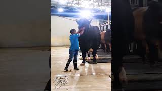 Giant Holstein Friesian bull dwarfing a five foot man [upl. by Yv]